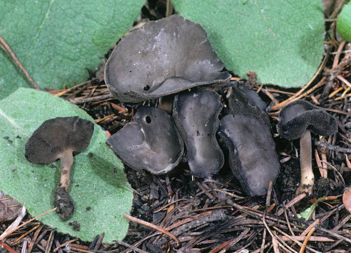 Helvella fibrosa